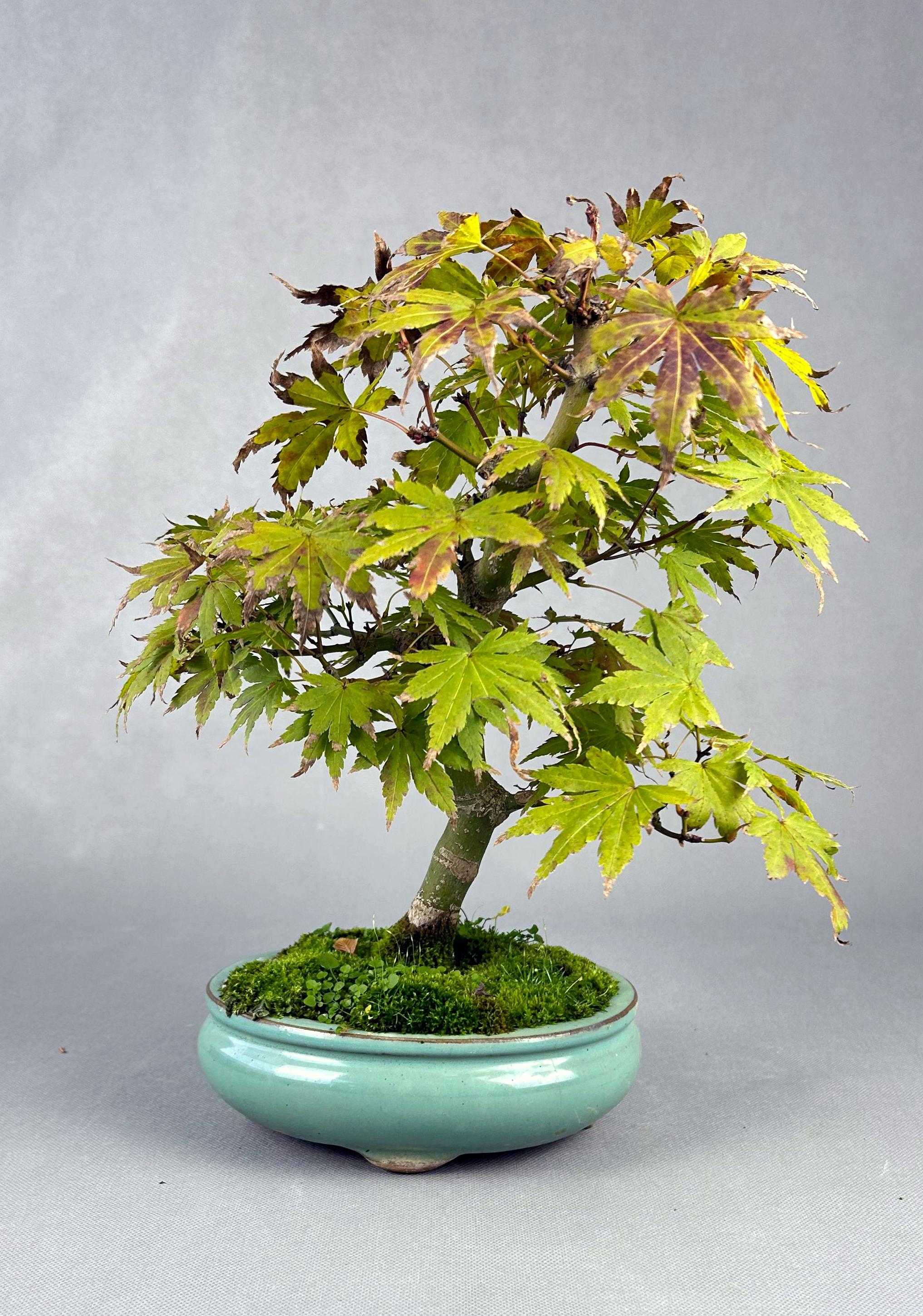 ACER PALMATUM ORANGE GREEN